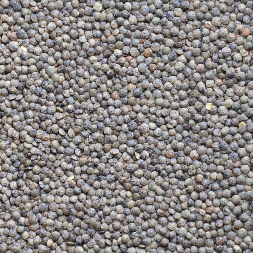 close up of dull greenish lentils with specks of dark blue-green and amber