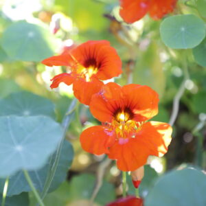 Two dark orange nasturtium flowers back lit and up close, surrounded by round, bluish green leaves.