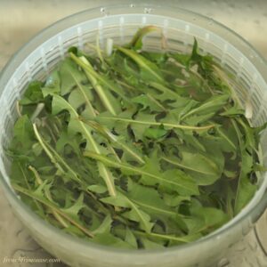 Freshly-picked dandelion leaves in a salad spinner filled with water.